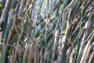 bambúes